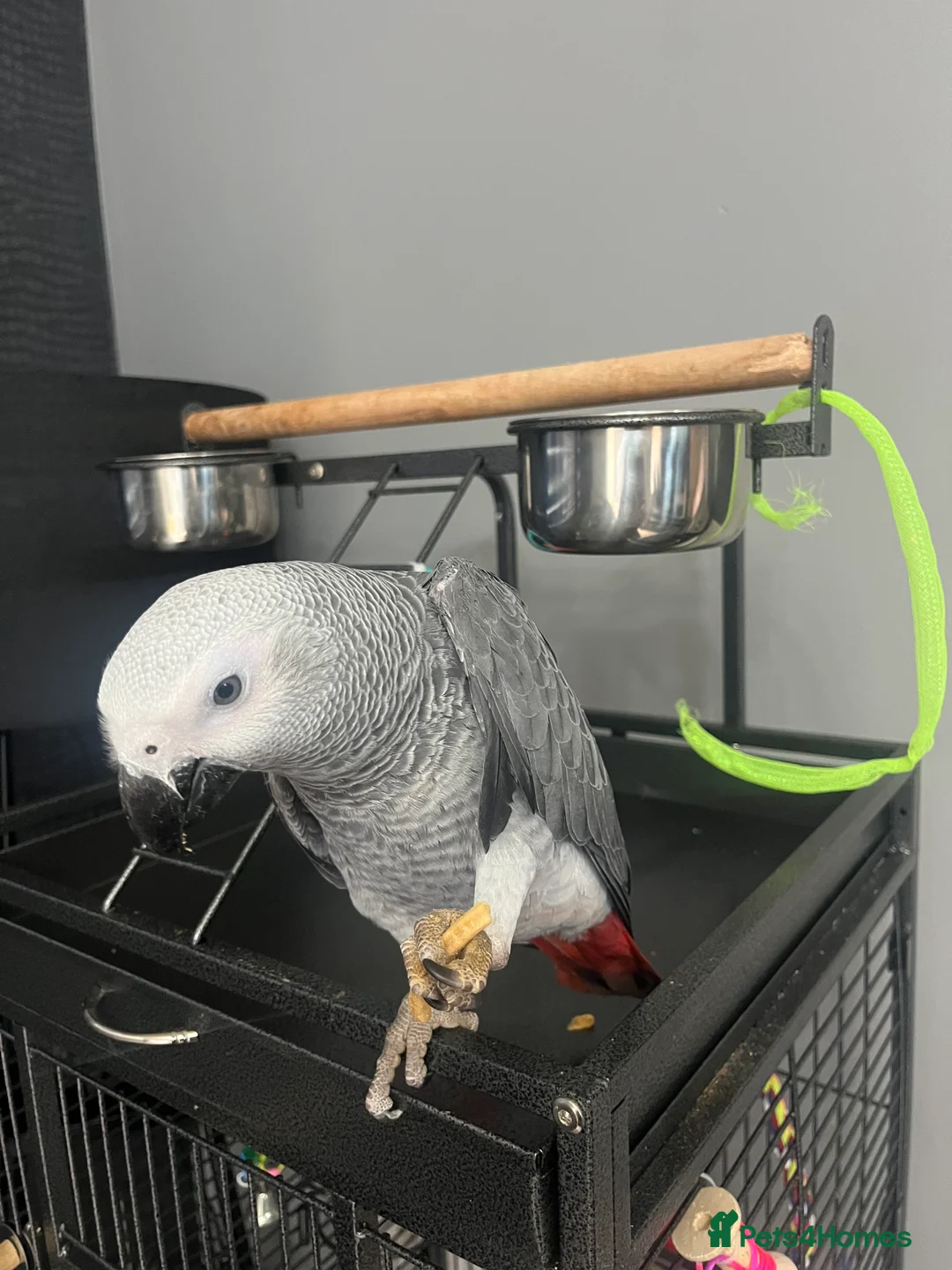 Parrots birds for sale: Hand tamed African grey parrot  in Rossendale - Advert 6
