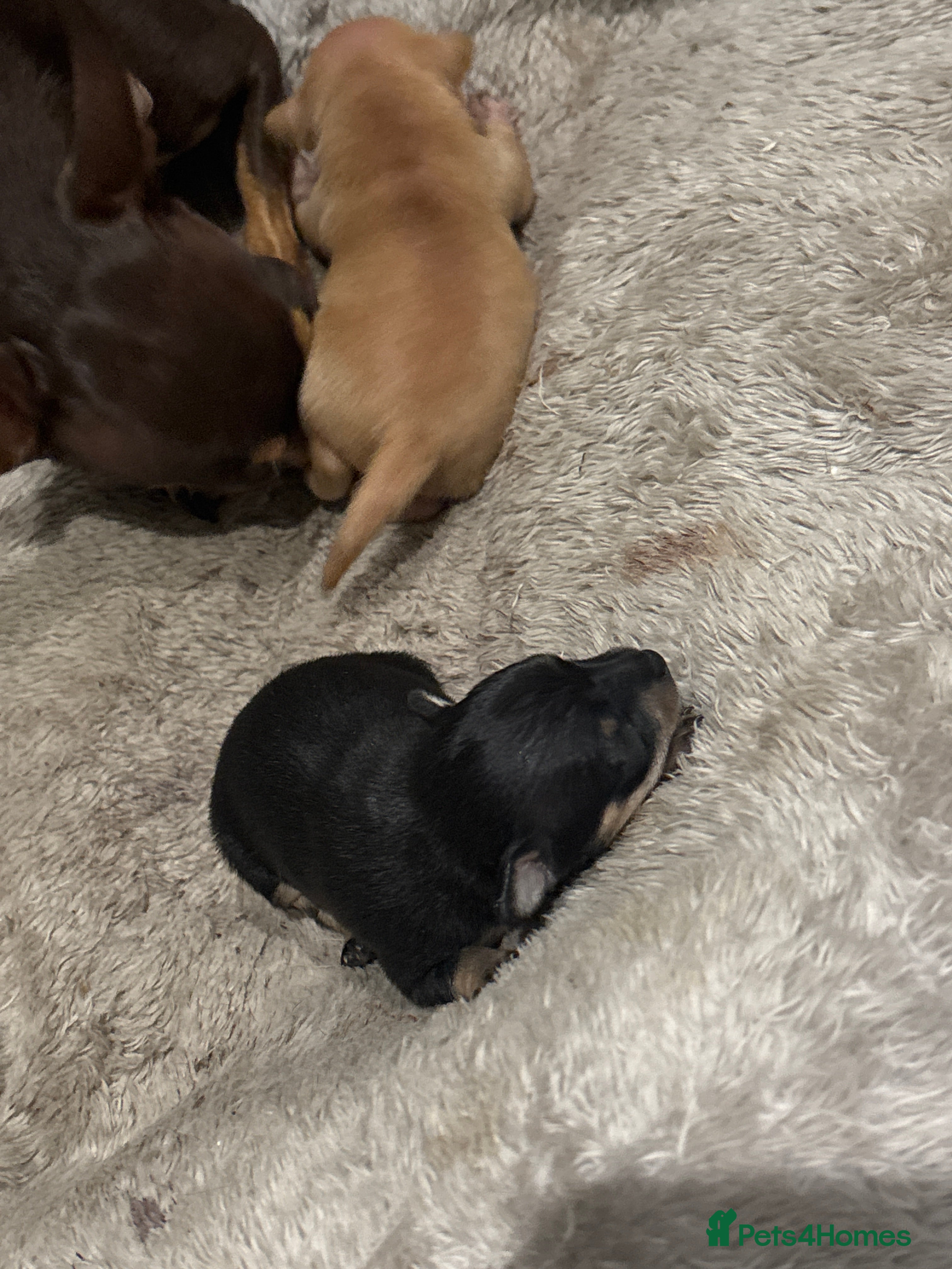 Russian Toy Terrier dogs Russian toy terrier puppies - Advert 3