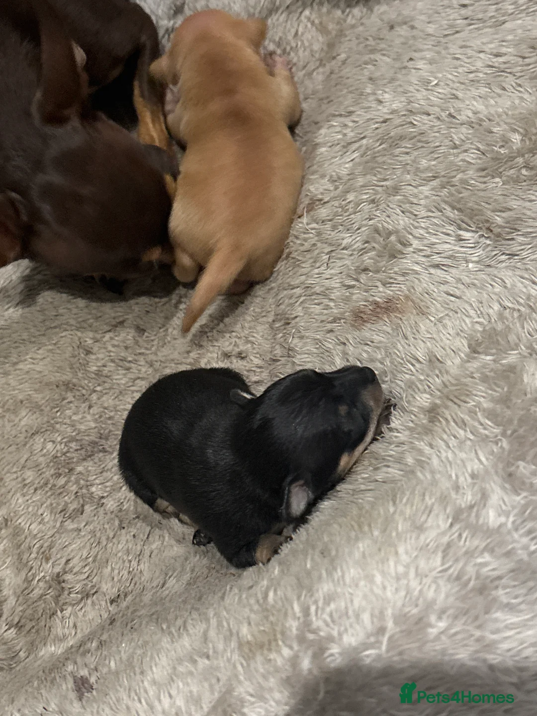 Russian Toy Terrier dogs for sale: Russian toy terrier puppies in Bedford - Advert 1