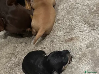 Russian Toy Terrier dogs Russian toy terrier puppies - Advert 17
