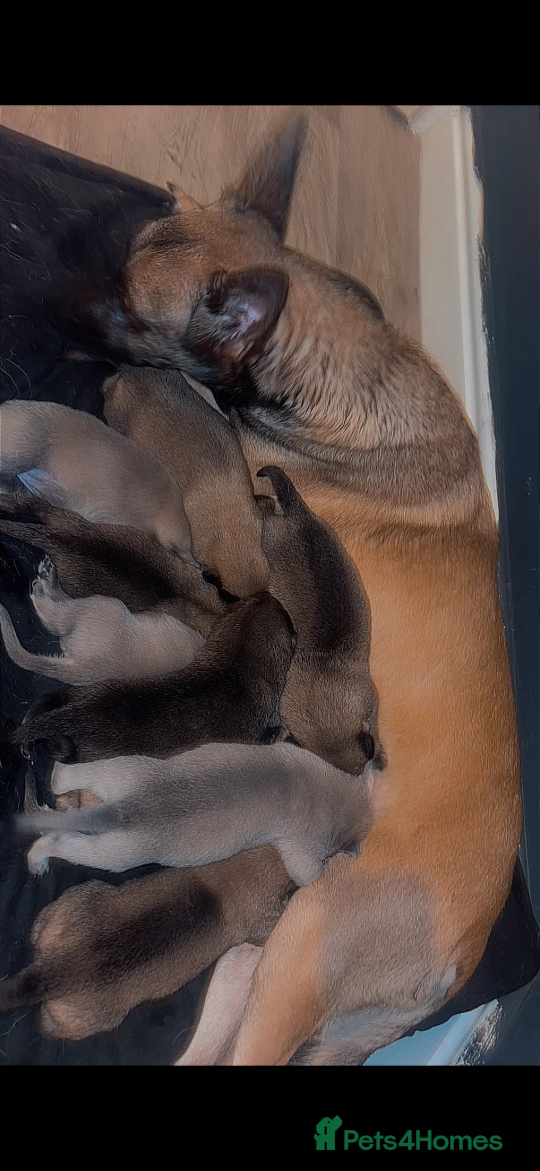 Belgian Shepherd Dog dogs for sale: Belgium malanois  - Advert 2