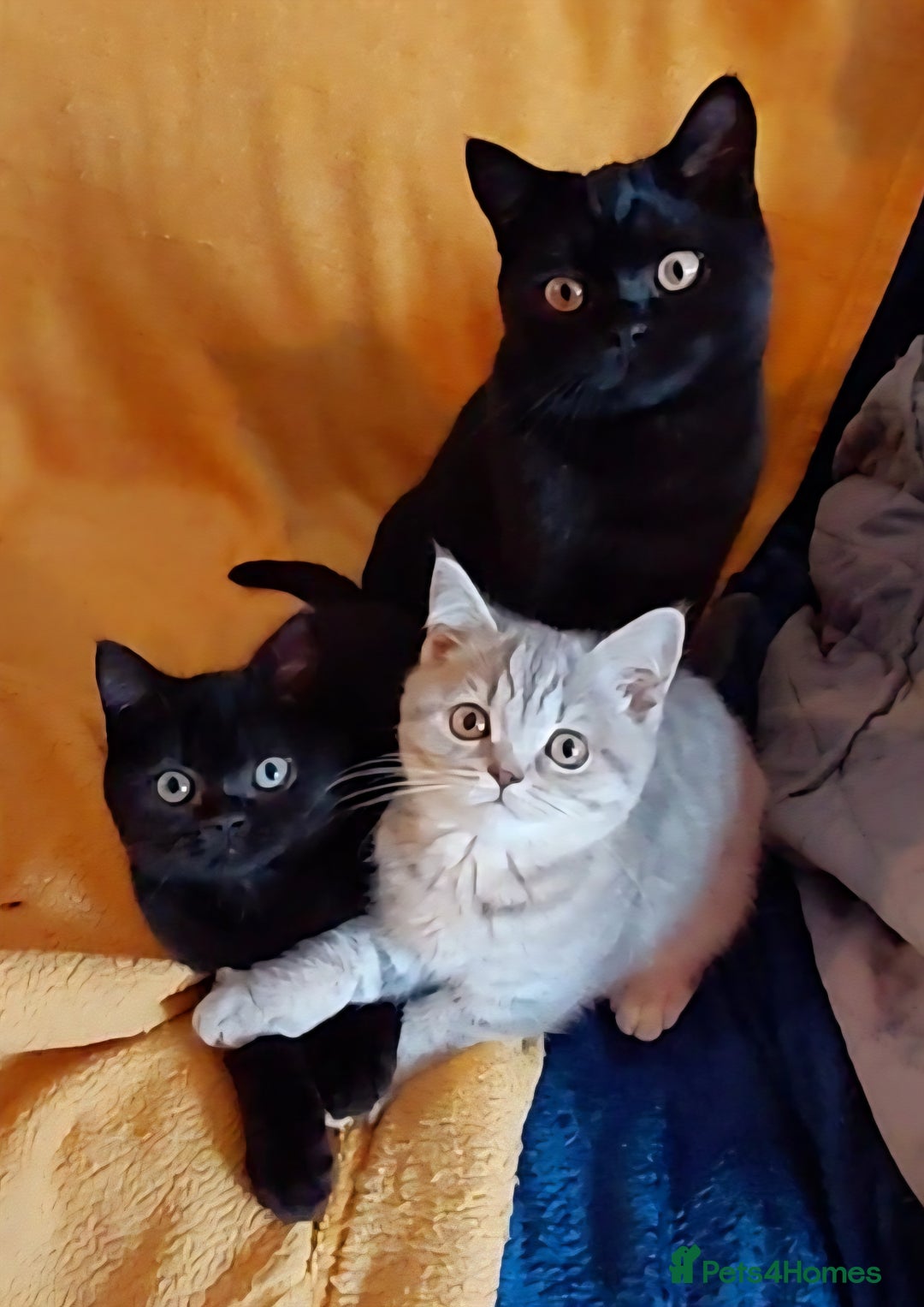 British Shorthair cats for sale: Beautiful british shorthair kittens - Image 5