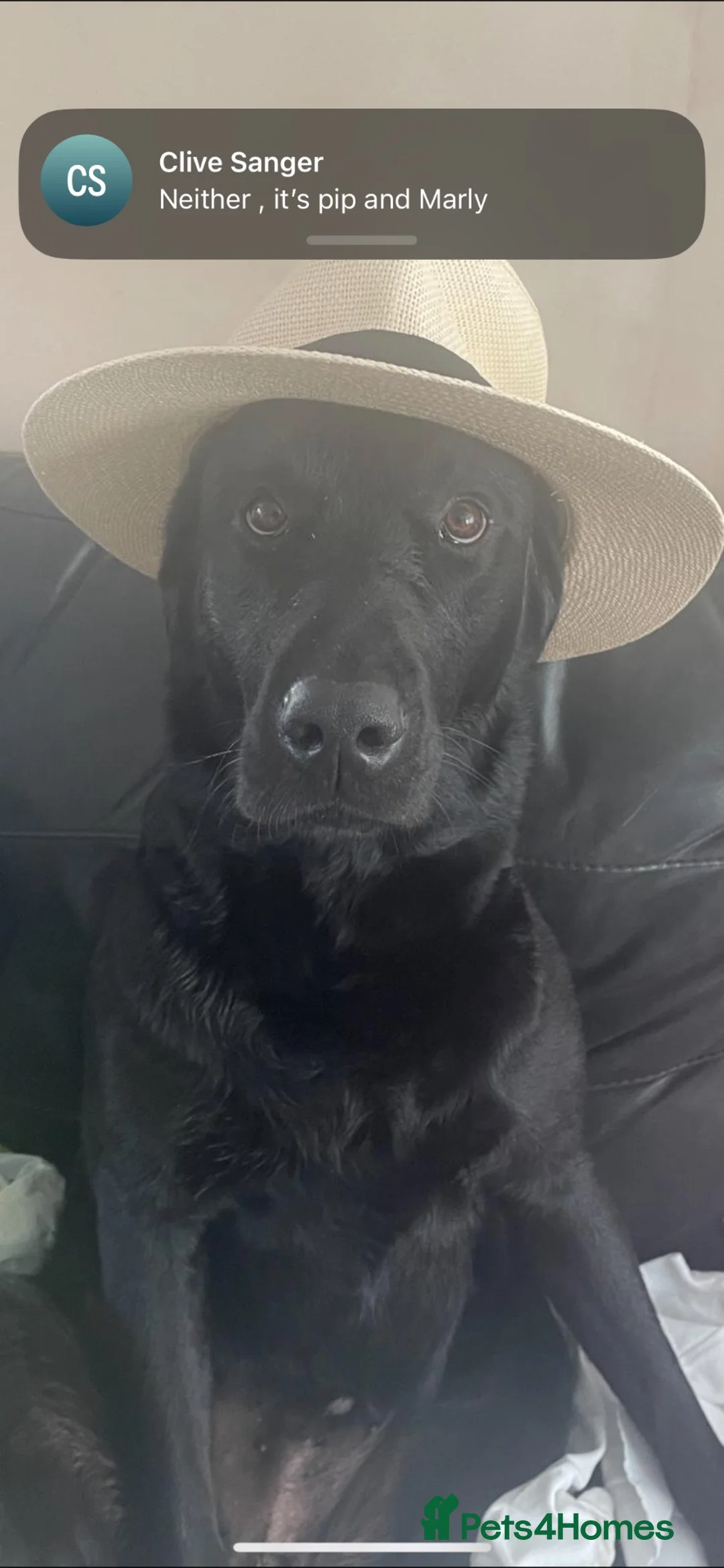 Labrador Retriever dogs for stud: Sydney  in Kettering - Advert 1