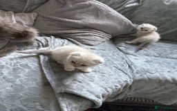 British Shorthair cats for sale: Scottish fold / British short hair  - Image 9