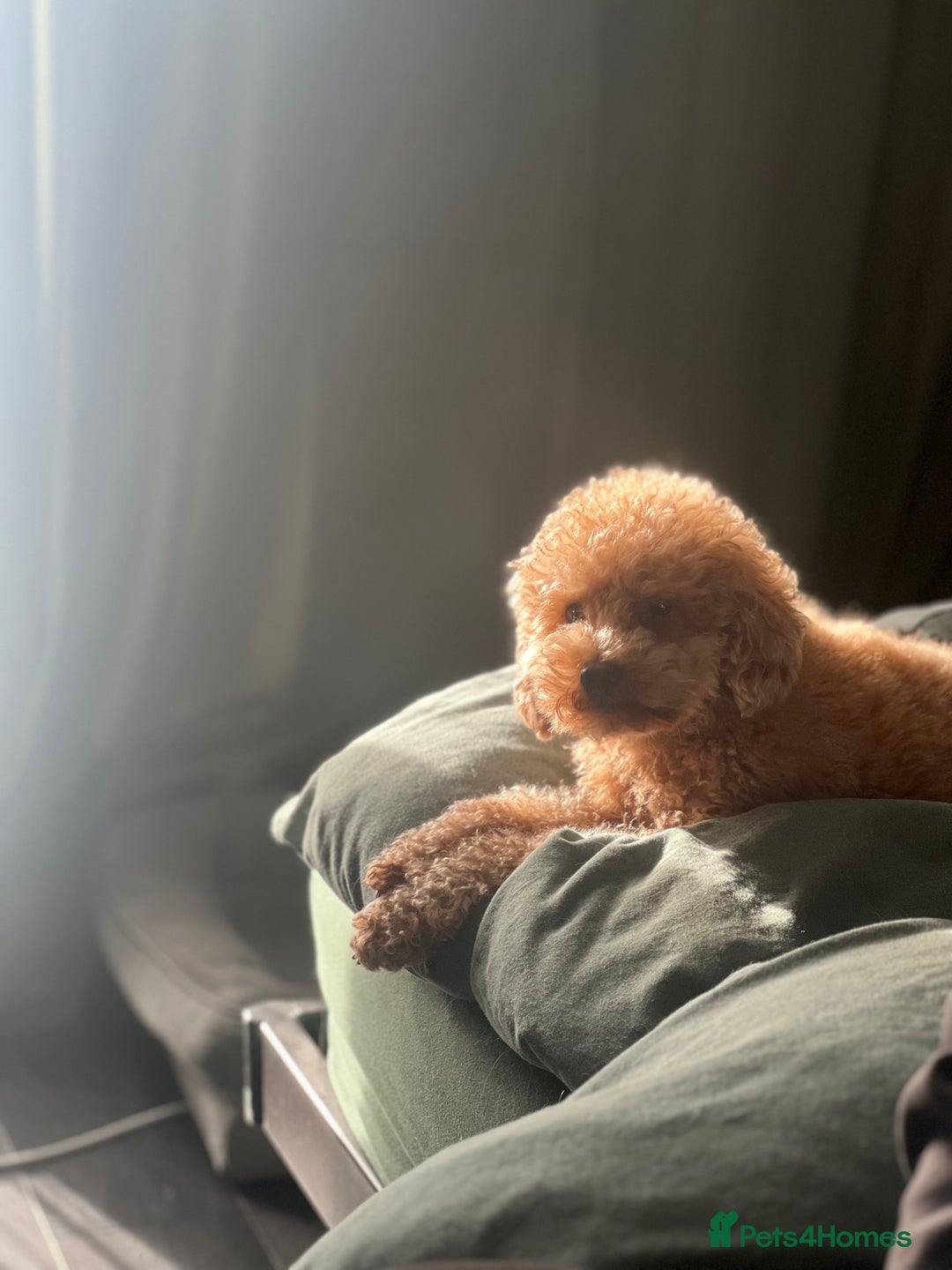 Toy Poodle dogs for stud: Toy Poodle Boy Looking for a Date – Scotland - Advert 8