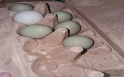 Chickens poultry for sale: Laying Hens 4 Sale  - Image 6