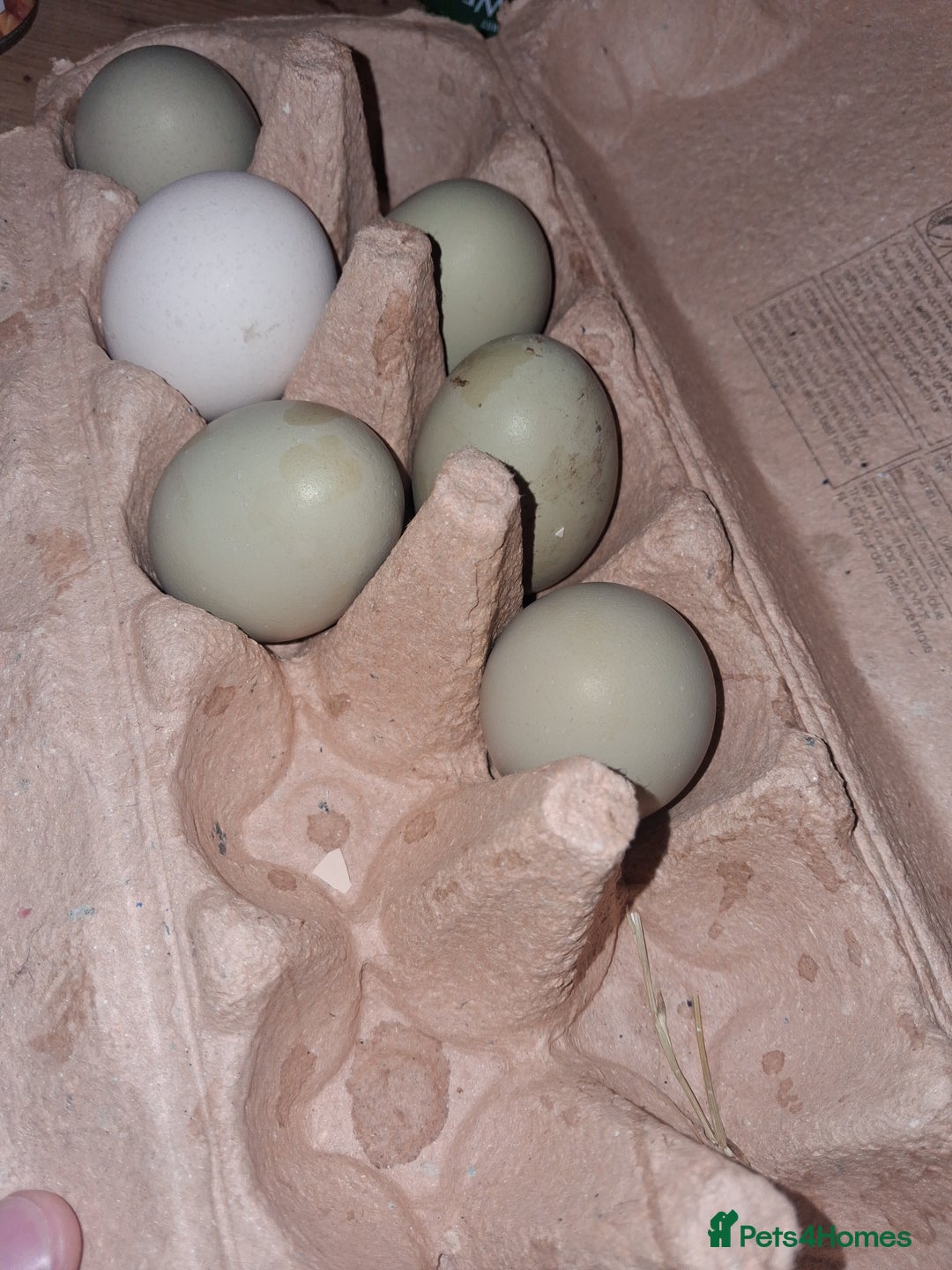 Chickens poultry for sale: Laying Hens 4 Sale  - Image 6