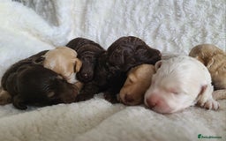 Cockapoo dogs for sale: F1b Cockapoos. Boys & Girls. DNA HEALTH TESTED - Image 20