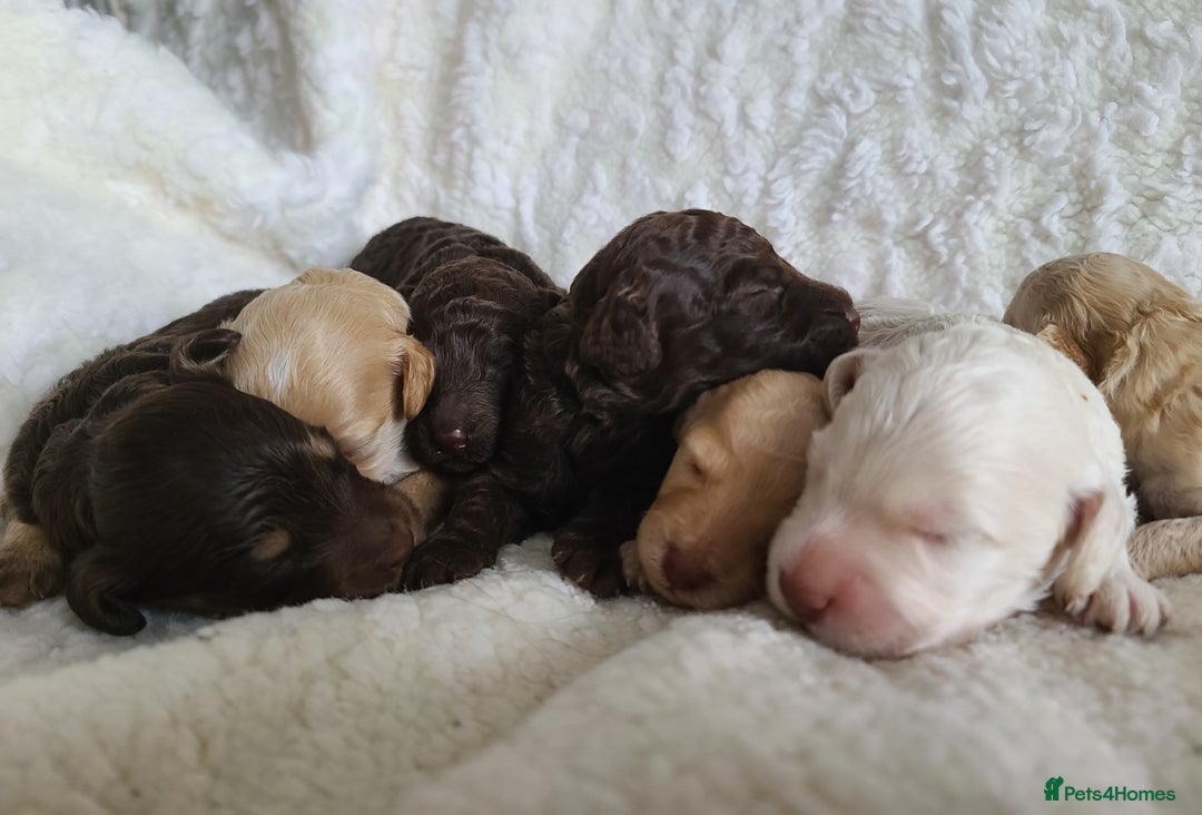 Cockapoo dogs for sale: F1b Cockapoos. Boys & Girls. DNA HEALTH TESTED - Image 20