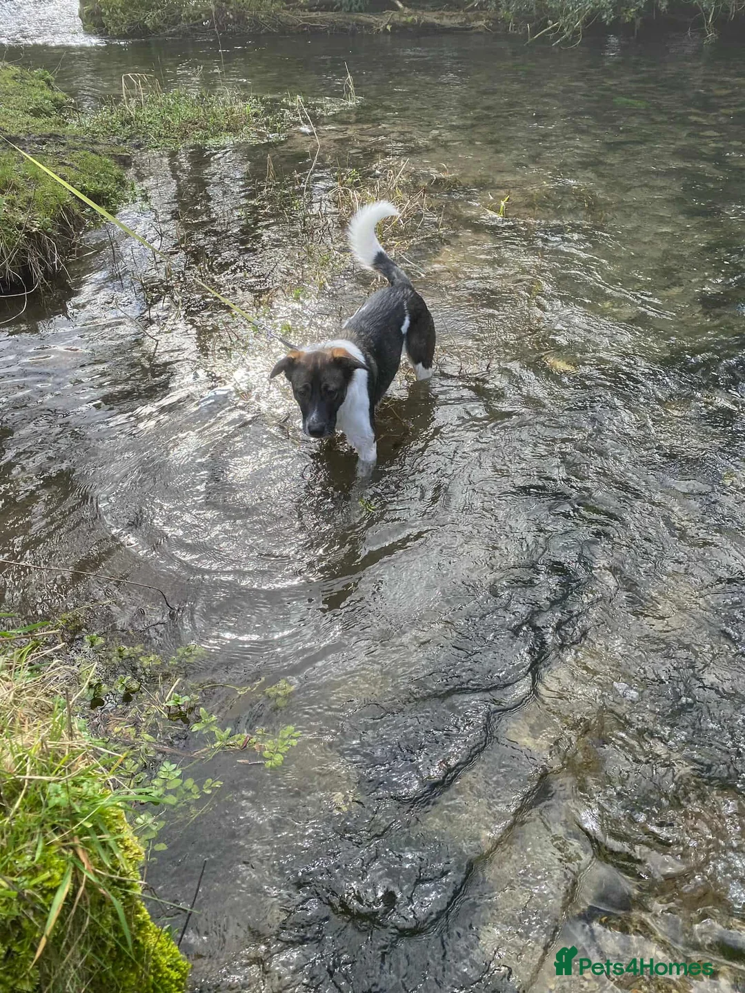 Mixed Breed dogs for adoption: ASTRO - Advert 4