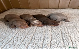 Dachshund dogs for sale: Stunning miniature dauchound puppies  - Advert 11