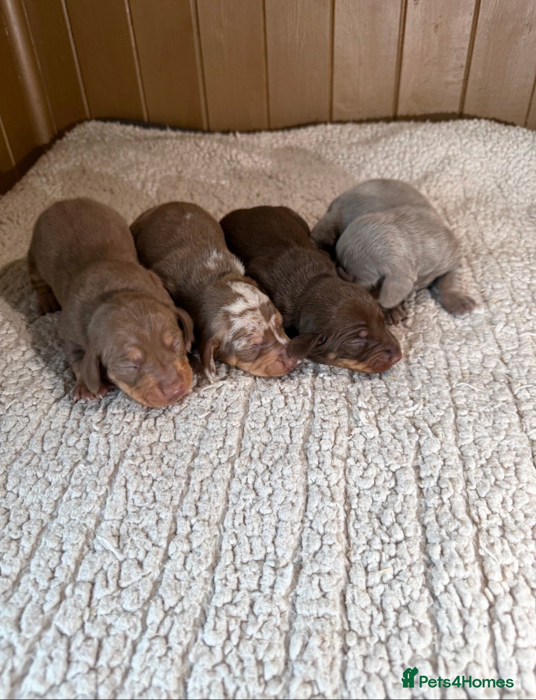 Dachshund dogs for sale: Stunning miniature dauchound puppies  - Advert 11