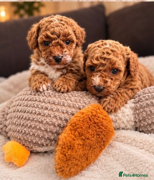 Poochon dogs 🐾 Beautiful Mini Poochon Puppies 🐾 - Advert 2