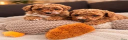 Poochon dogs for sale: Mini asian poochon puppies  - Advert 4