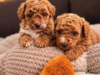 Poochon dogs 🐾 Beautiful Mini Poochon Puppies 🐾 - Advert 2