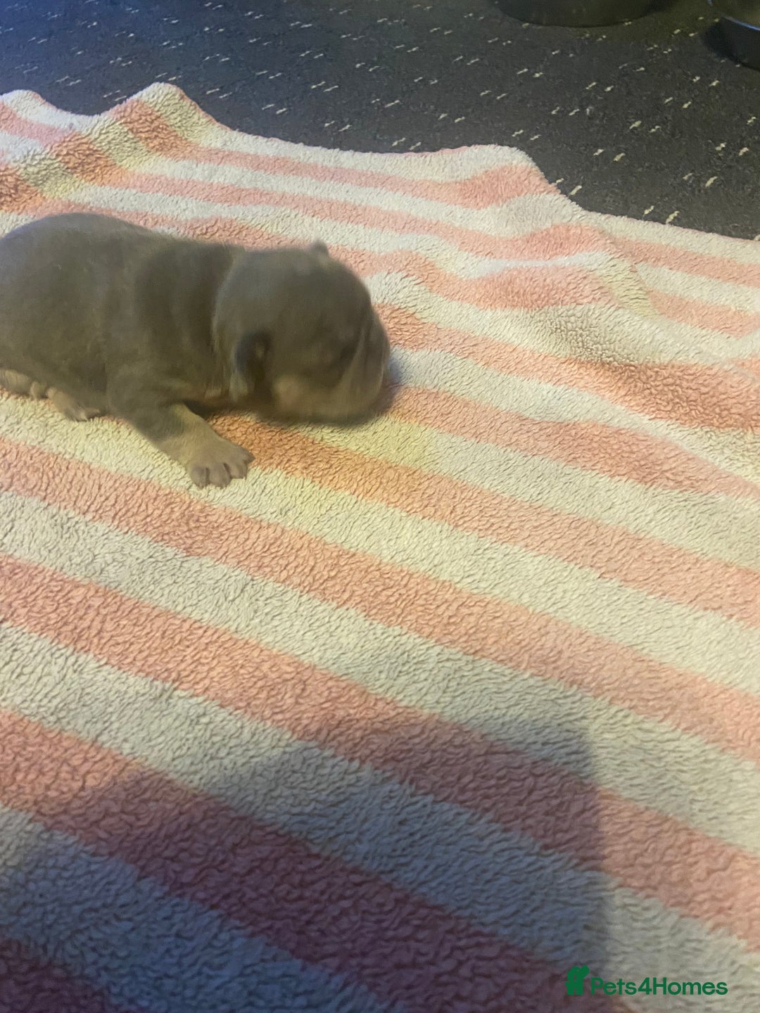 Mixed Breed dogs for sale: French bulldog/English bulldog - Advert 24