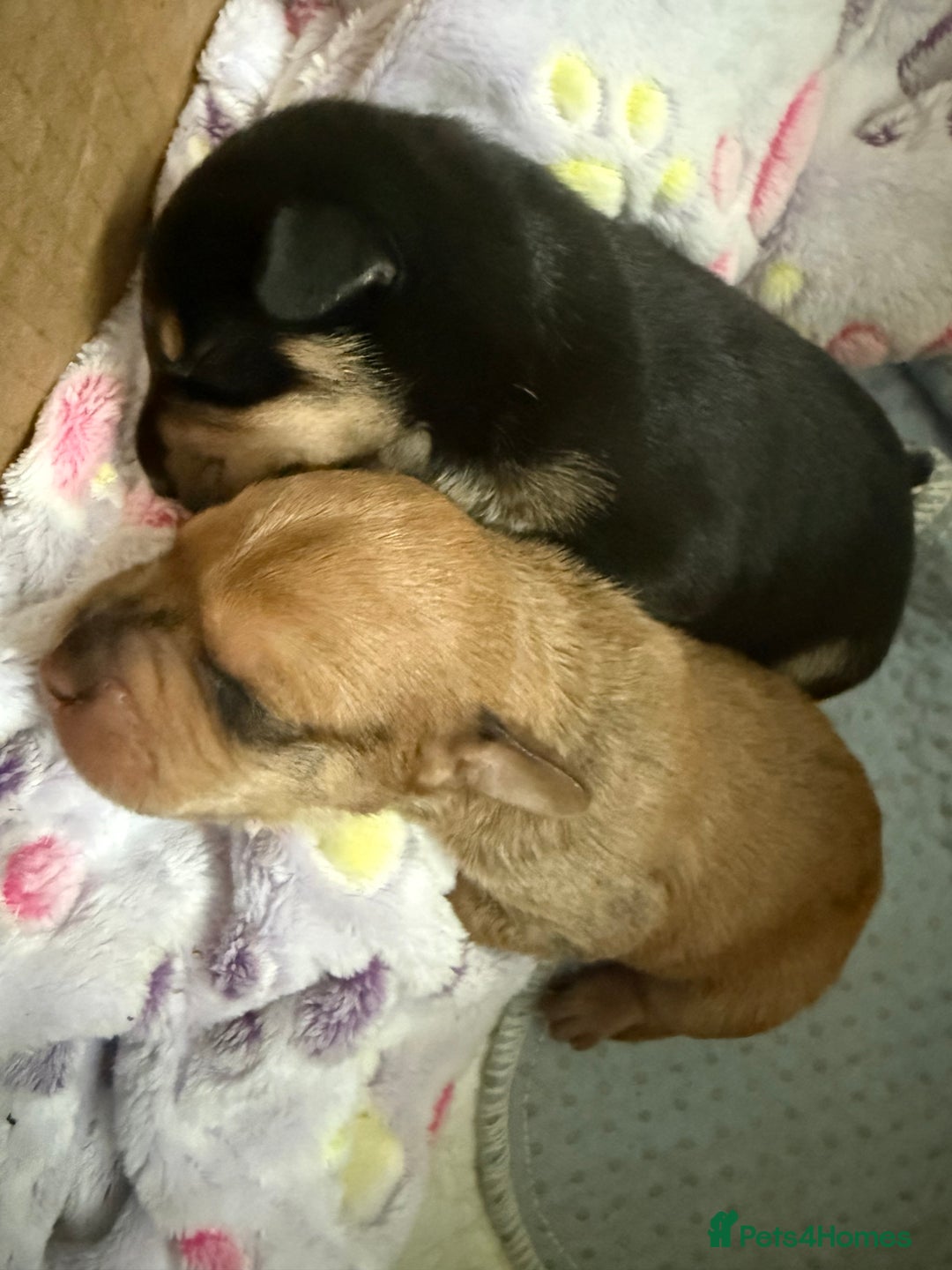 Mixed Breed dogs for sale: Beautiful miniature dash X Maltese  - Image 13