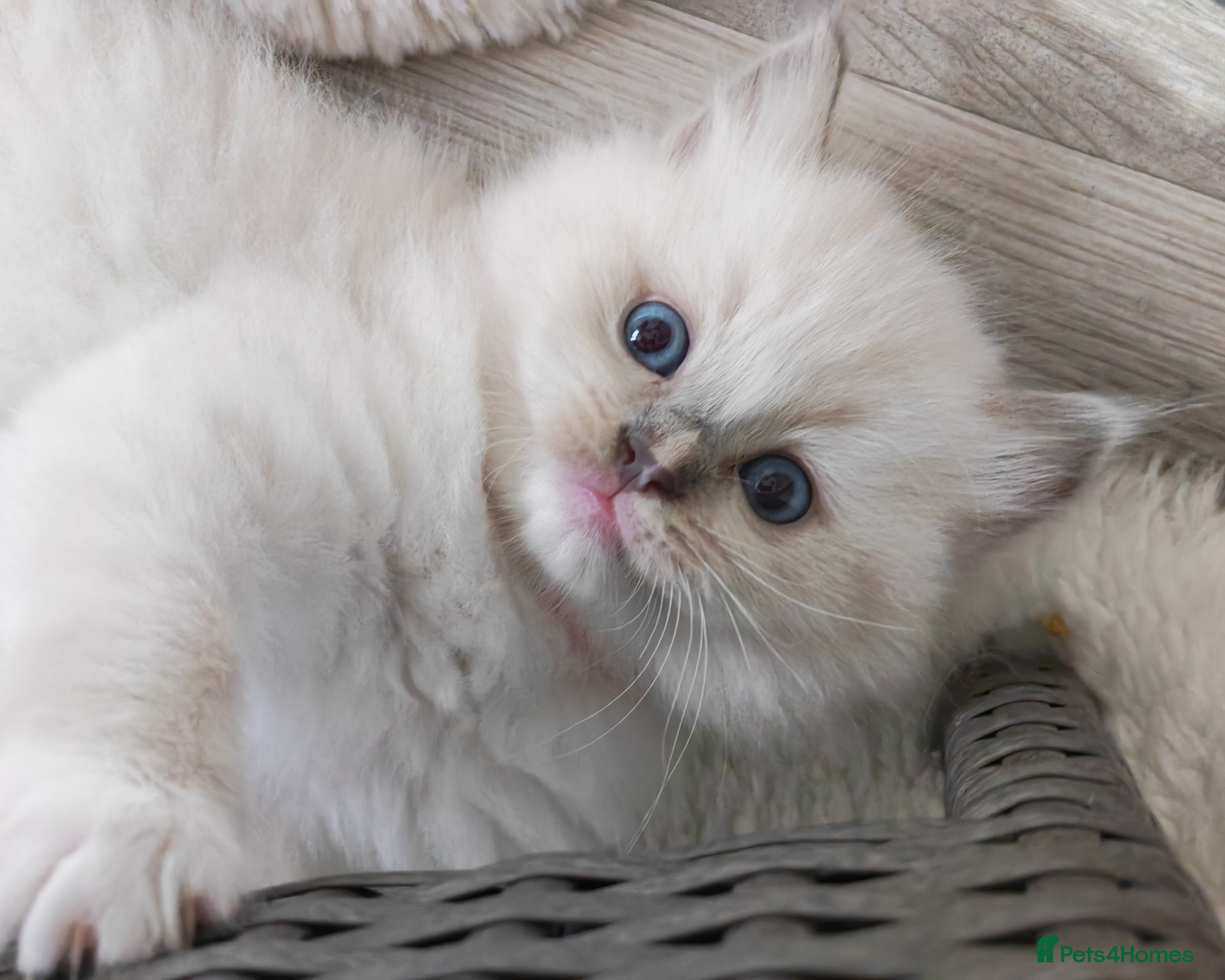 Ragdoll cats Beautiful Purebred Ragdoll Star-Quality Kittens - Advert 9