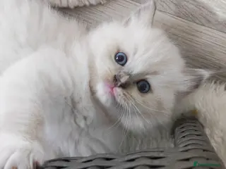 Ragdoll cats Beautiful Purebred Ragdoll Star-Quality Kittens - Advert 9