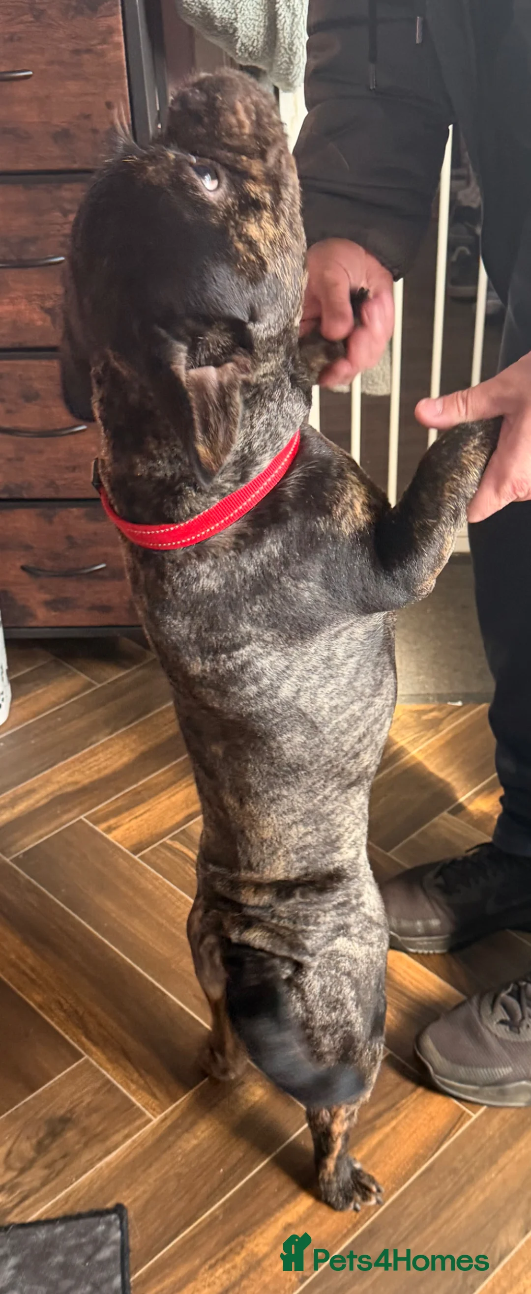Mixed Breed dogs for sale: French bulldog cross toy poodle  in Birmingham - Advert 5