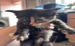 Norwegian Forest Cat cats for sale: Norwegian forest x Bengal kittens  - Image 9