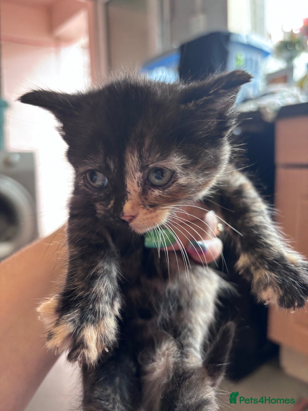 Norwegian Forest Cat cats for sale: Norwegian forest x Bengal kittens  - Image 9