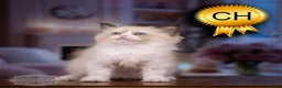 Ragdoll cats for sale: Ragdoll Kitten Boy | CHAMPION TICA £1500  - Advert 20