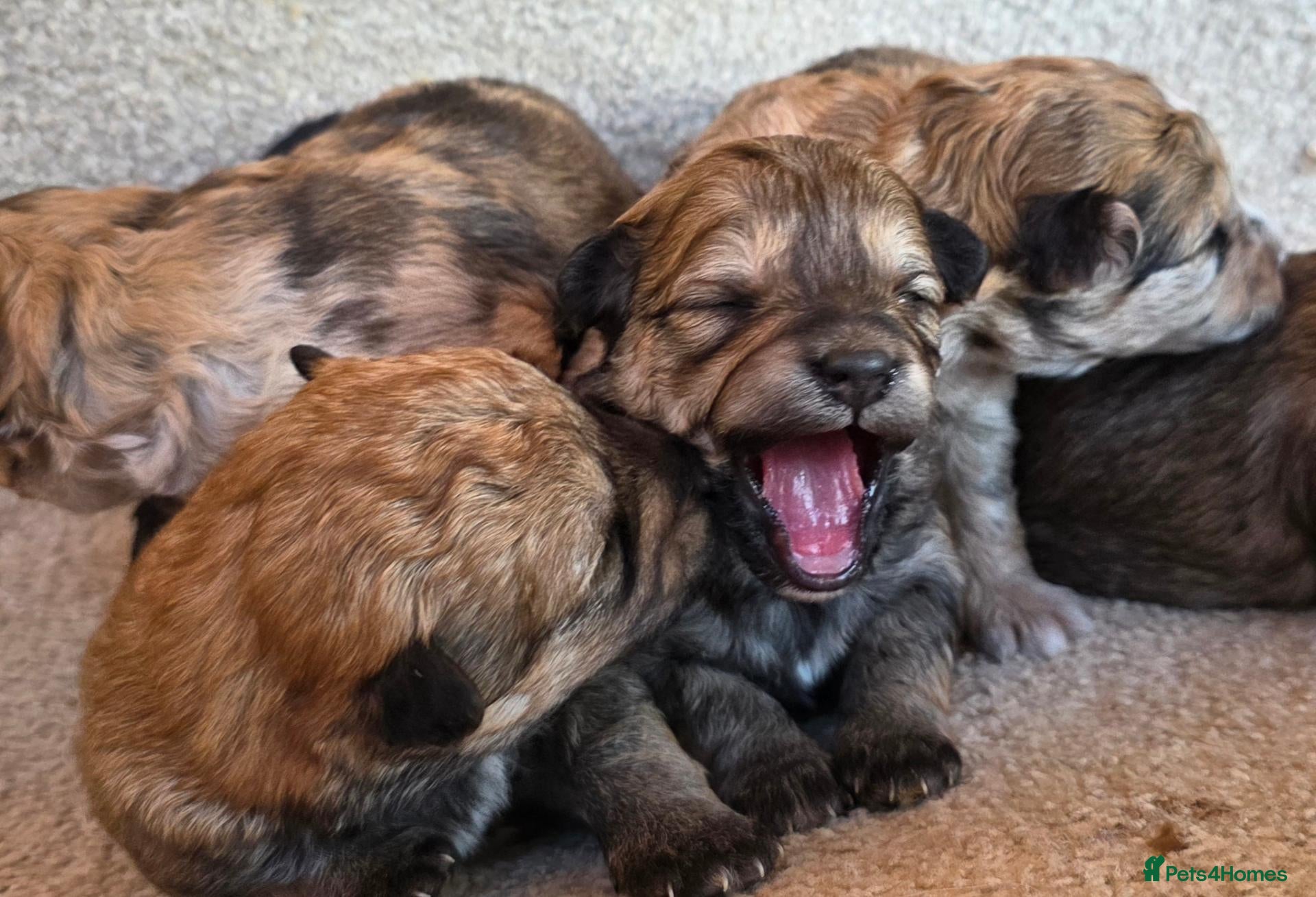 Mixed Breed dogs Unique Poo-Shi puppies 2 left  - Advert 1