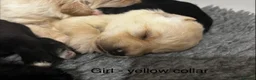 Labradoodle dogs for sale: F1 labradoodle pup. Parents health tested & KC reg - Advert 28