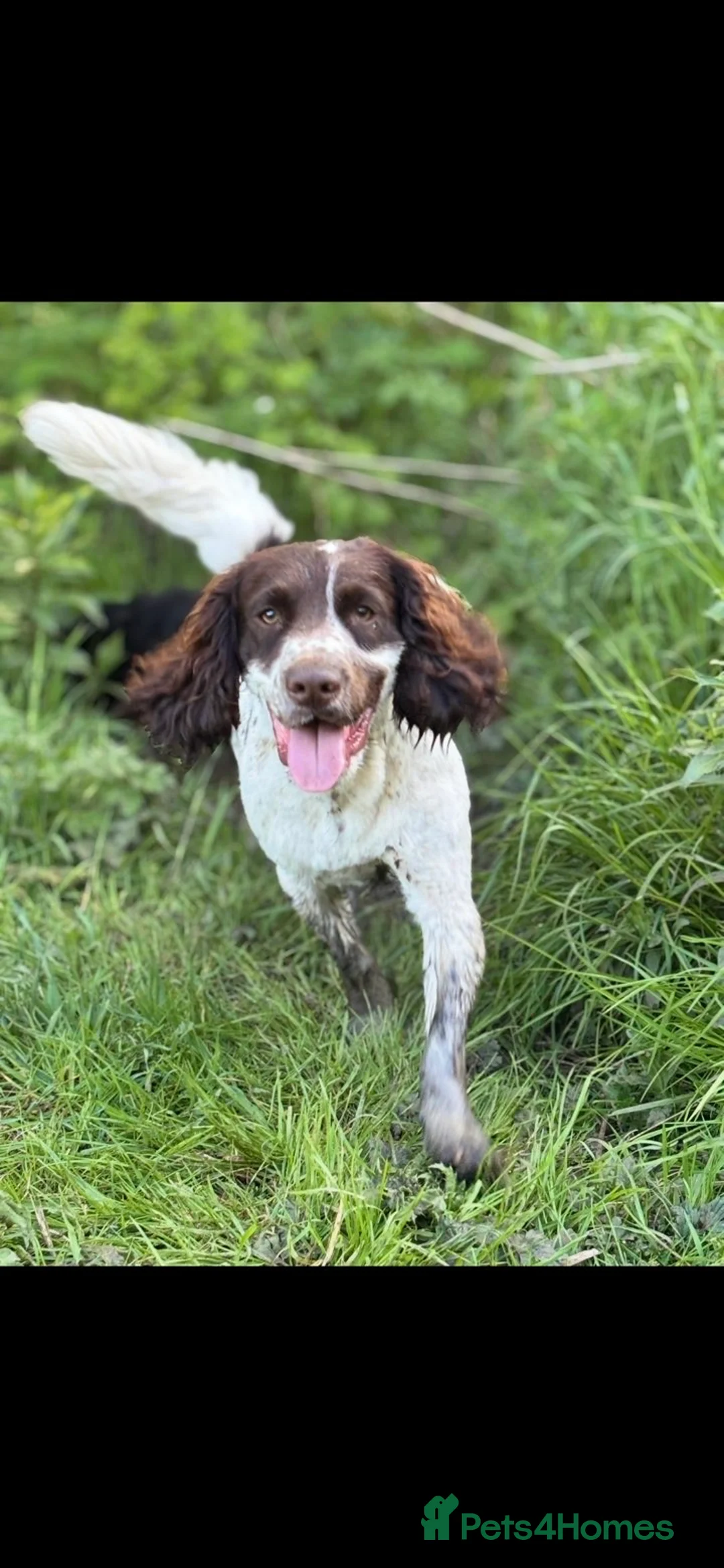 Cocker Spaniel dogs for sale: Purebred cocker spaniel  - Advert 7