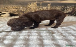 Springador dogs for sale: Chocolate Springador Puppies – Ready Soon! 🐾 - Image 15