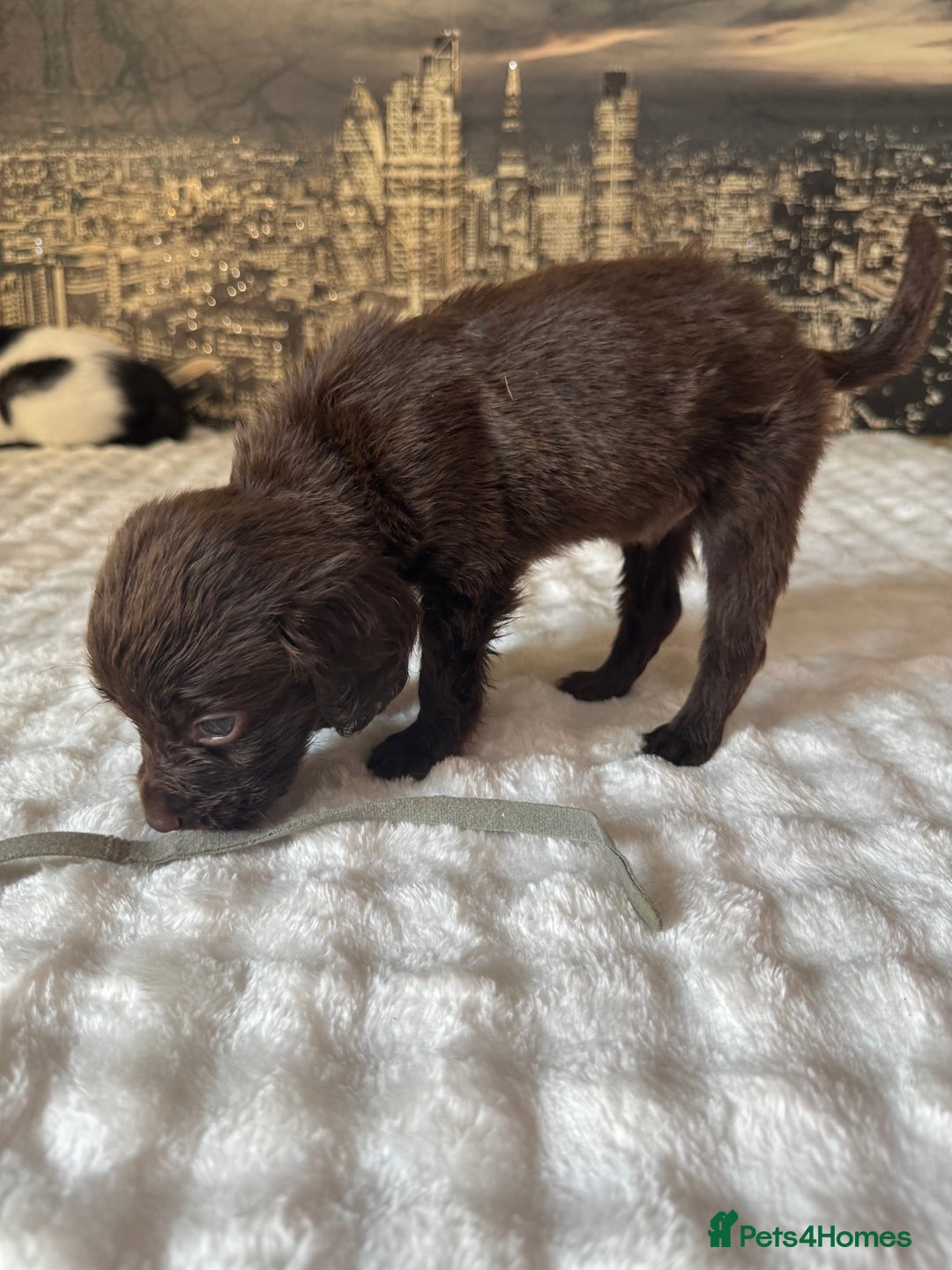 Springador dogs for sale: Chocolate Springador Puppies – Ready Soon! 🐾 - Image 15
