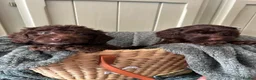 Goldendoodle dogs for sale: Australian goldendoole puppies chocolate  - Advert 4