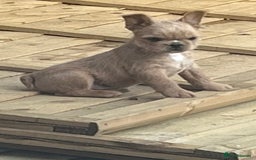 French Bulldog dogs for sale: Beautiful male French bulldog  - Image 1