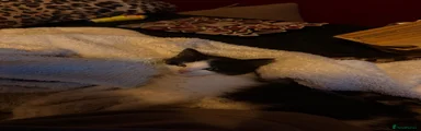 Maine Coon 1