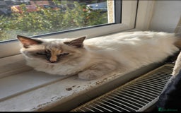 Ragdoll cats for sale: Stunning Tri colour ragdoll kitten  - Image 6