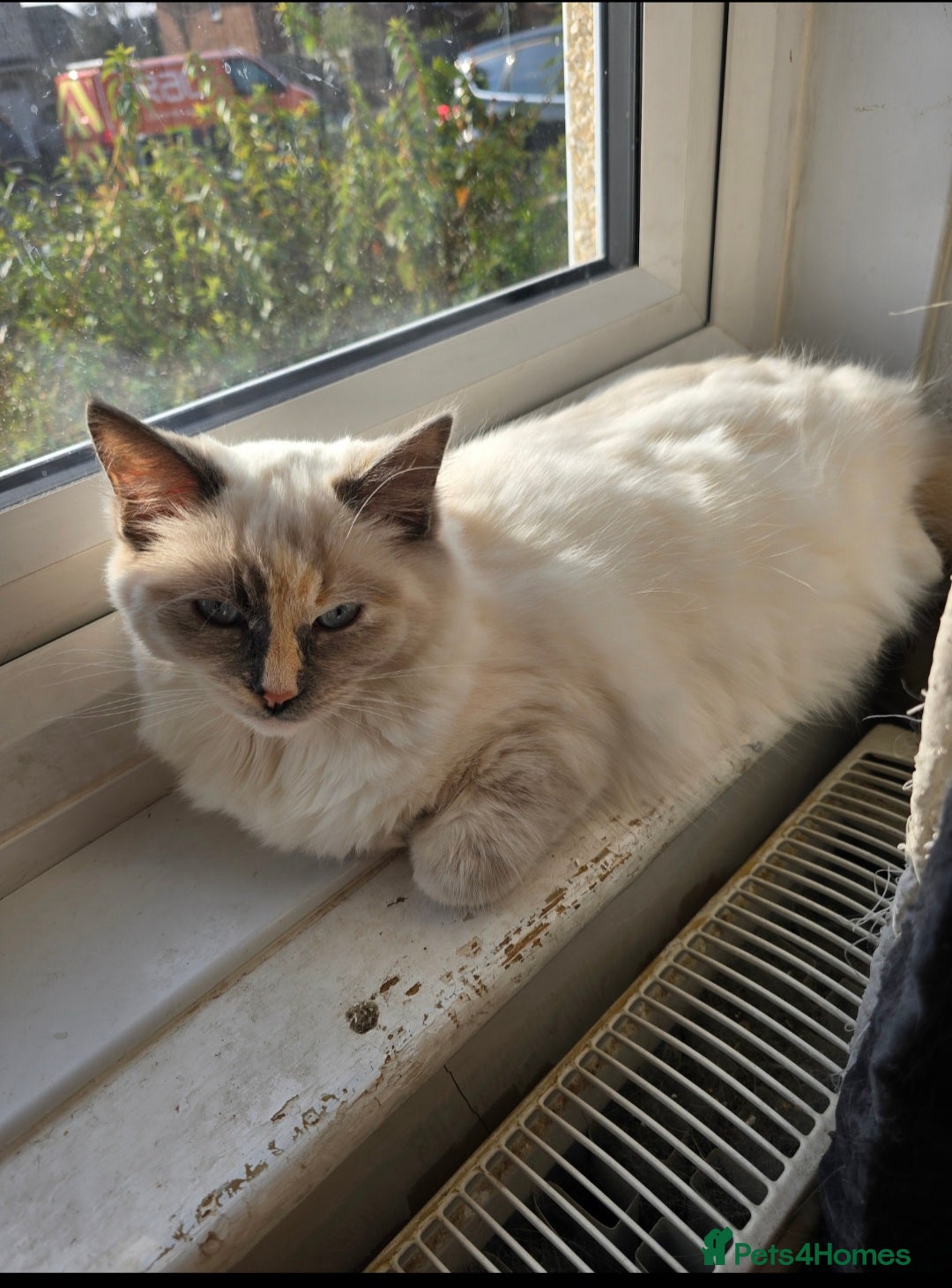 Ragdoll cats for sale: Stunning Tri colour ragdoll kitten  - Image 6