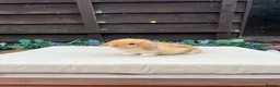 Mini Lop rabbits for sale: Pure bred mini lops - Advert 7