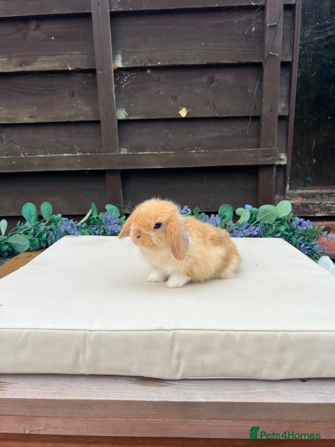 Mini Lop rabbits for sale: Pure bred mini lops - Advert 7