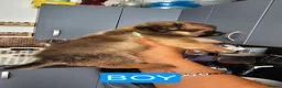 Pomchi dogs for sale: Tiny Pomchi Puppies,Raised in a Loving Family Home in Purley - Advert 4