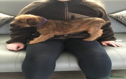 Irish Terrier dogs for sale: 3 Irish terrier bitches - Image 6