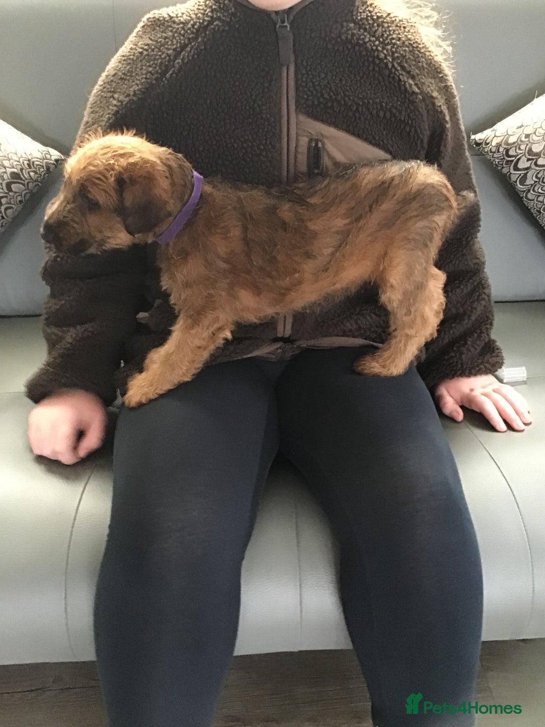 Irish Terrier dogs for sale: 3 Irish terrier bitches - Image 6