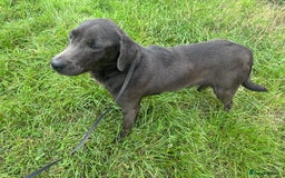Labrador Retriever dogs for adoption: Pippa * Labrador Retriever * 240721 - Image 1