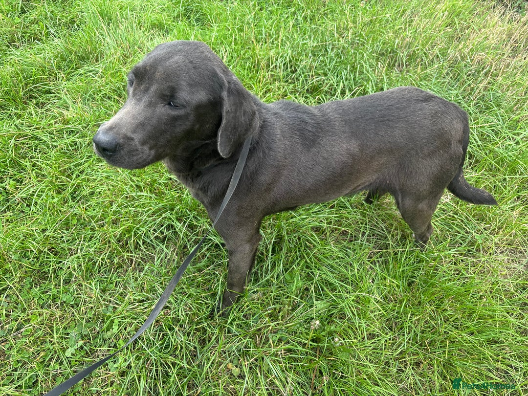 Labrador Retriever dogs for adoption: Pippa * Labrador Retriever * 240721 - Image 1
