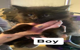 Mixed Breed cats for sale: Half maine coon,kittens for sale. - Advert 3