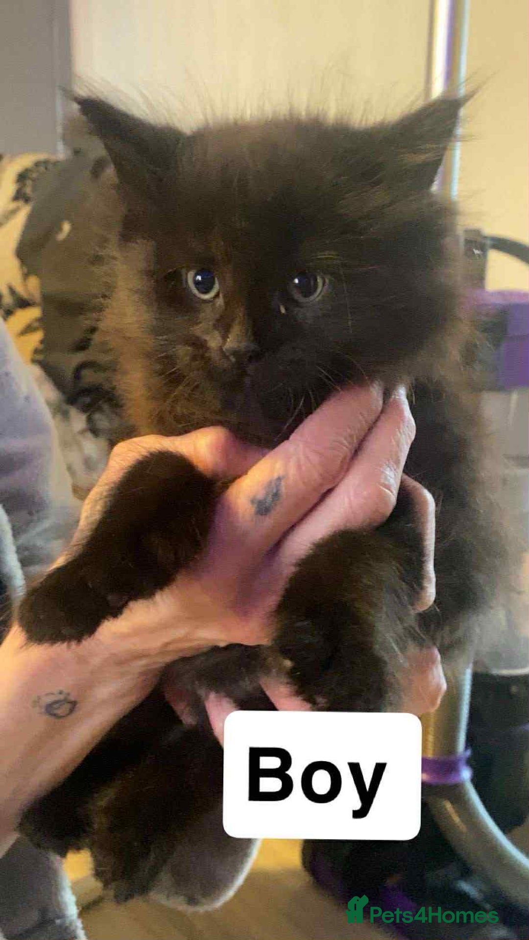 Mixed Breed cats for sale: Half maine coon,kittens for sale. - Advert 3