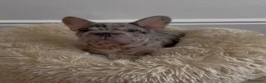 Chocolate Merle