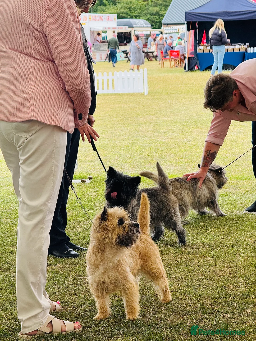 Cairn Terrier dogs for stud: Quality KC reg, health tested stud  - Advert 11
