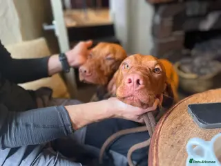 Hungarian Vizsla dogs Thor * Serbian Champion & Slovenian bloodlines - Advert 3