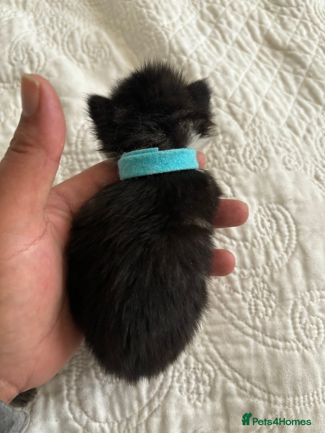 Maine Coon cats for sale: Adorable Kittens  - Image 7